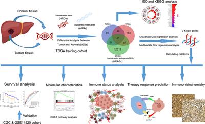 Dissecting a hypoxia-related angiogenic gene signature for predicting prognosis and immune status in hepatocellular carcinoma